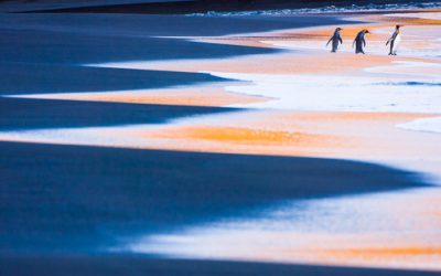King’s Odyssey images featured in GEO and Terre Sauvage