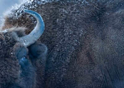 European bison