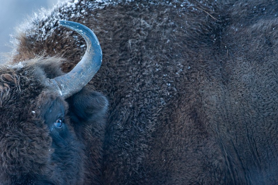 European bison