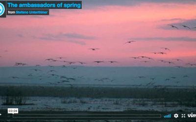 Video – From Sweden, “The ambassadors of spring”