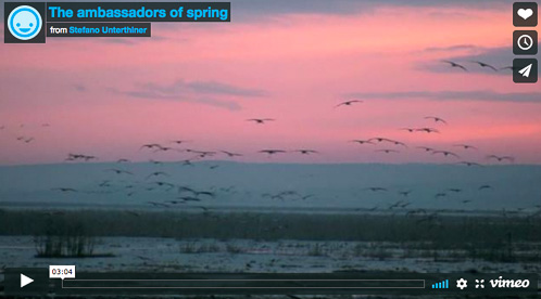 Video – From Sweden, “The ambassadors of spring”