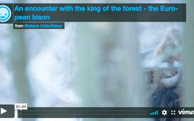 Video – From Poland, “An encounter with the king of the forest”