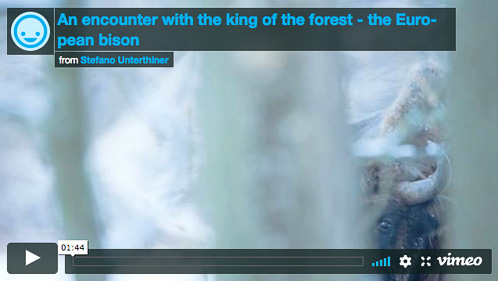 Video – From Poland, “An encounter with the king of the forest”