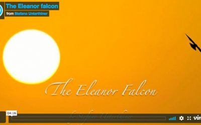 Video – From Greece, “The Eleanor falcon”