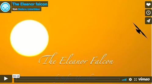 Video – From Greece, “The Eleanor falcon”