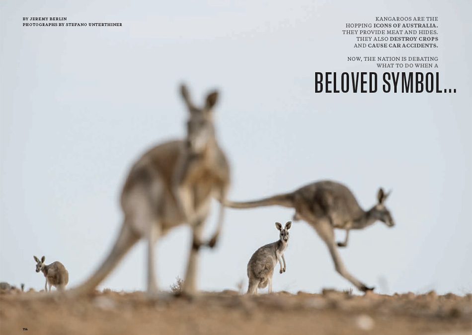 Kangaroos! A new National Geographic story