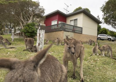 Kangaroo Controversy
