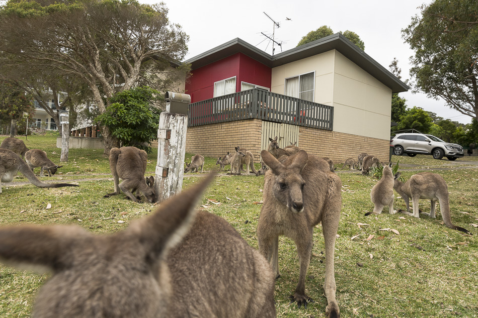 Kangaroo Controversy