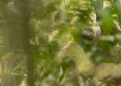 Lumholtz tree kangaroo