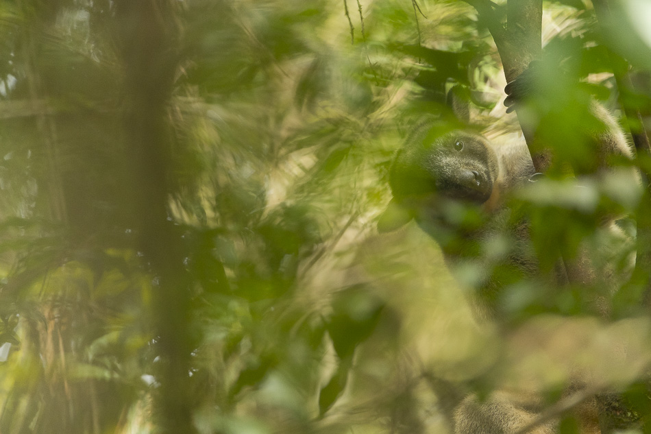 Lumholtz tree kangaroo