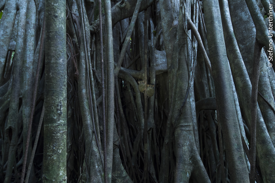 Wildlife Photographer of the Year: Little Leapers