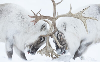 WINNER, Wildlife Photographer of the Year