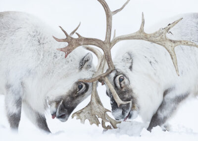 Svalbard reindeer