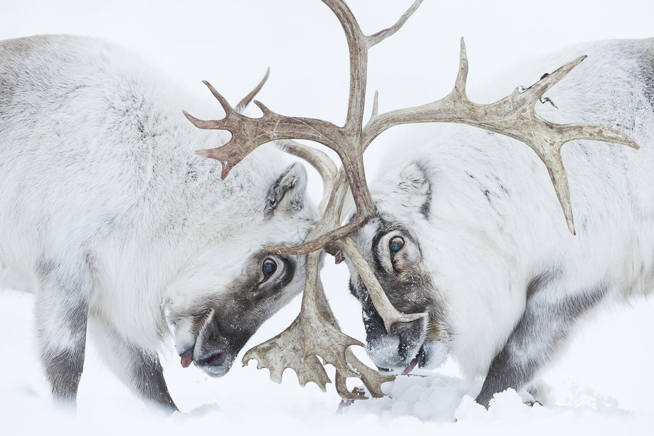 Svalbard reindeer