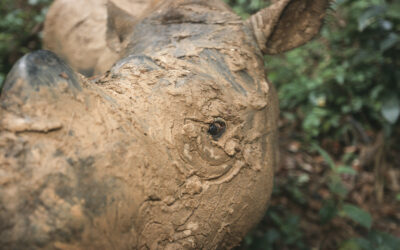 Endangered Sumatran rhino report