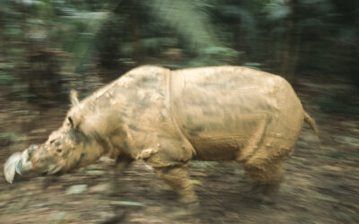 Endangered Sumatran rhino
