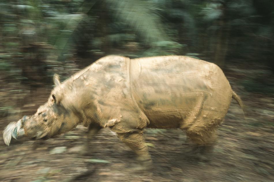 Endangered Sumatran rhino