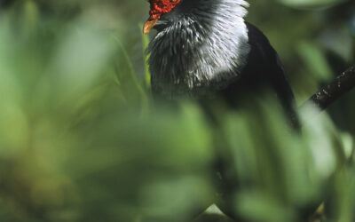 Naturfoto cover story