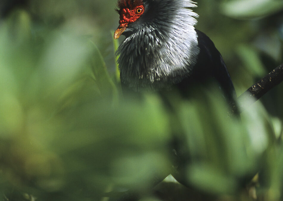 Naturfoto cover story